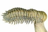 Flying Crotalocephalina Trilobite - Atchana, Morocco #359219-3